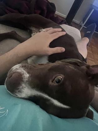 Rover- In Foster Home, a ADOPTABLE Mixed Breed in Hamilton, OH image 5/6