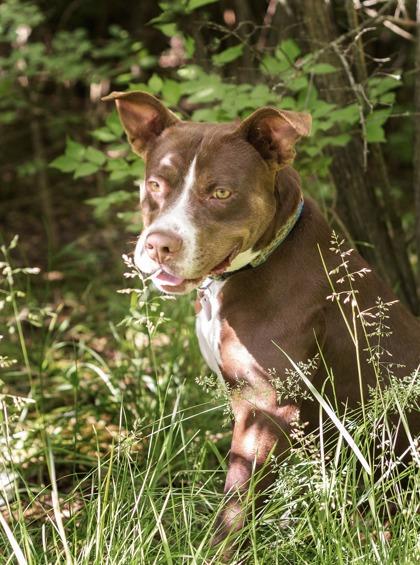 Rover- In Foster Home, a ADOPTABLE Mixed Breed in Hamilton, OH image 2/6