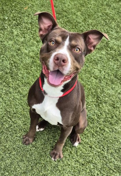 Rover- In Foster Home, ADOPTABLE, Young Male Mixed Breed.