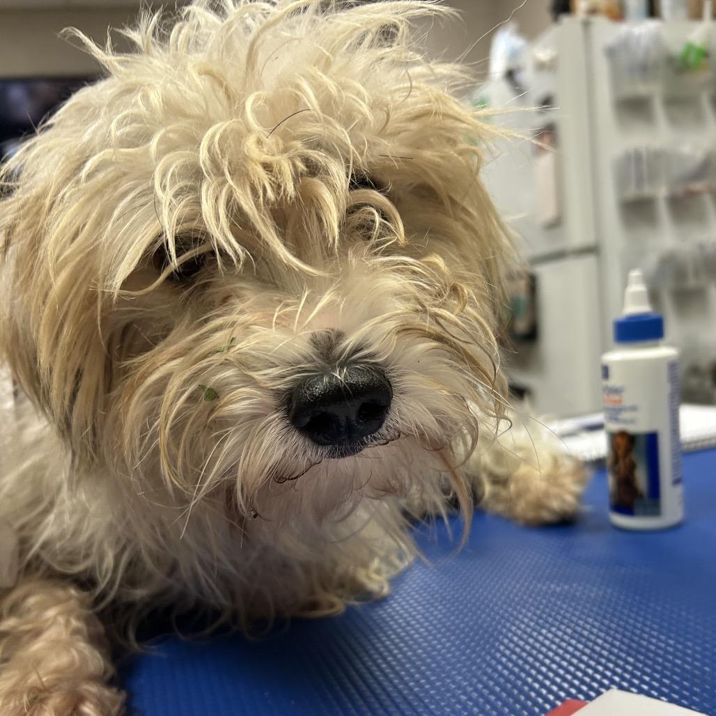 Booger S, Adoptable, Adult Male Bichon Frise & Terrier.