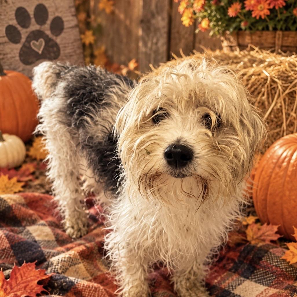 Enlarge Booger S, a Adoptable mixed breed in Hinesville, GA image 2/2