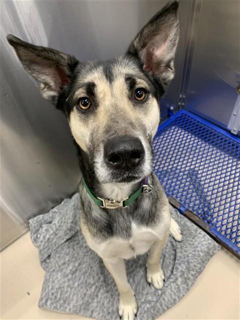 FELIX, Adoptable, Adult Male German Shepherd Dog & Husky.