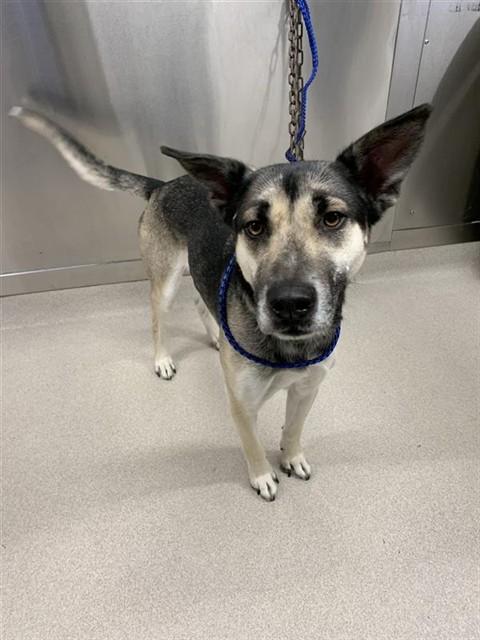 Enlarge FELIX, a Adoptable mixed breed in Fairbanks, AK image 1/1