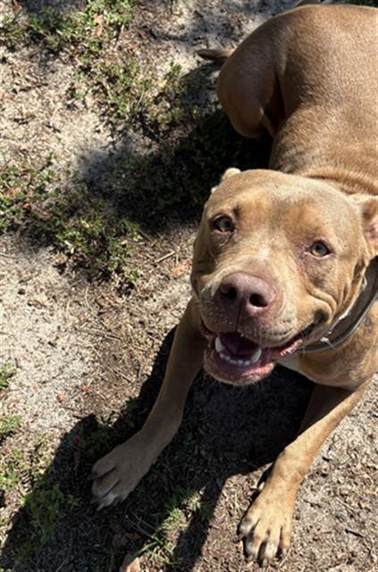 DAISY, Adoptable, Adult Female Pit Bull Terrier & Mixed Breed.