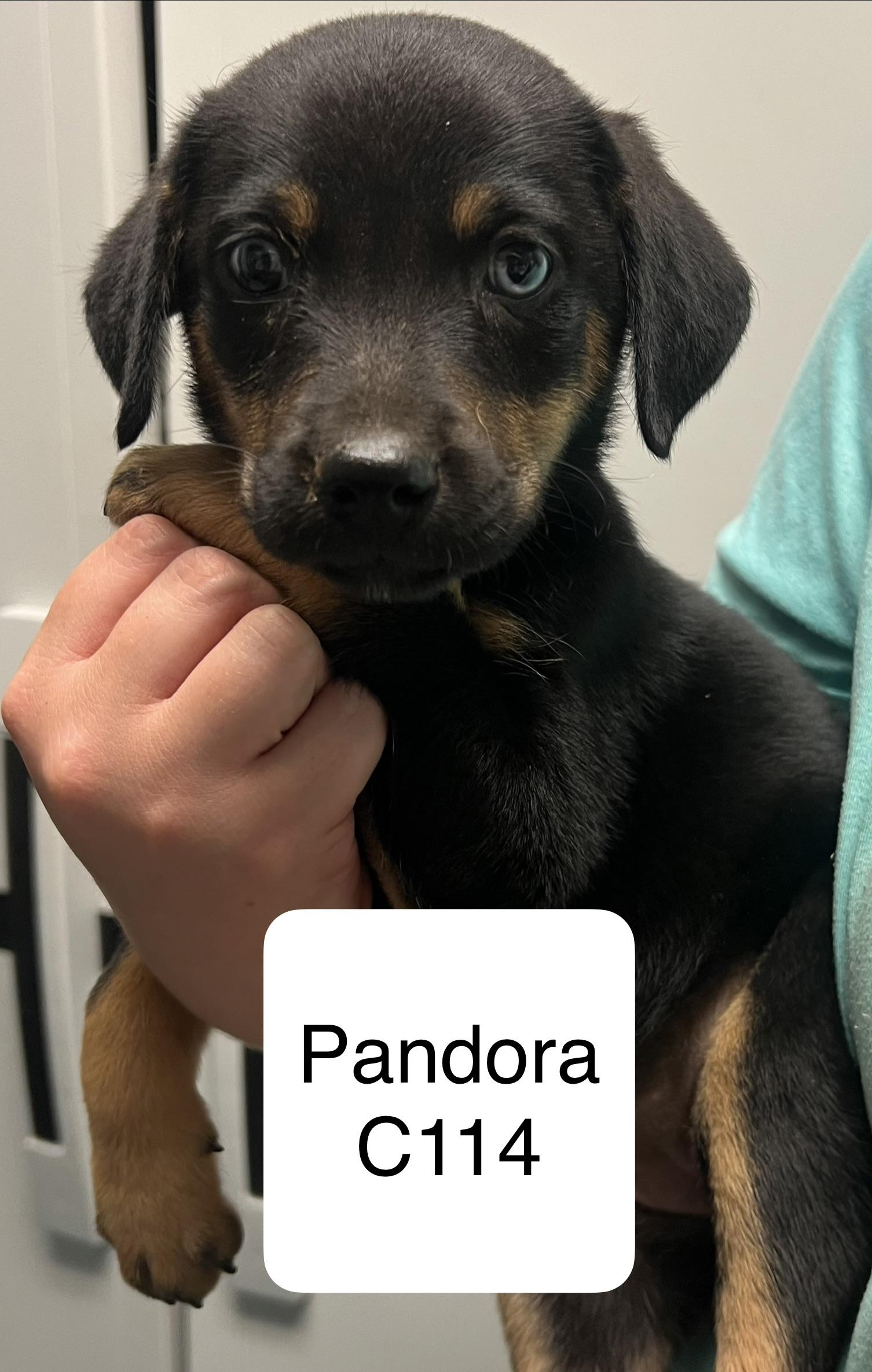 Pandora C114, Adoptable, Young Female Terrier.