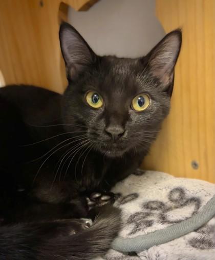 Spooky 1366-25, Adoptable, Kitten Female Domestic Short Hair & Domestic Short Hair.
