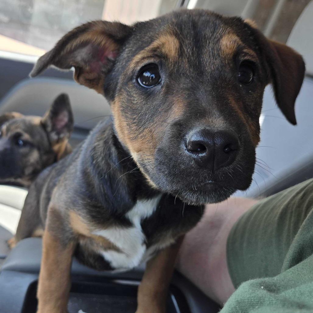 Enlarge Kiara, a Adoptable Mixed Breed in Waco, TX image 1/1