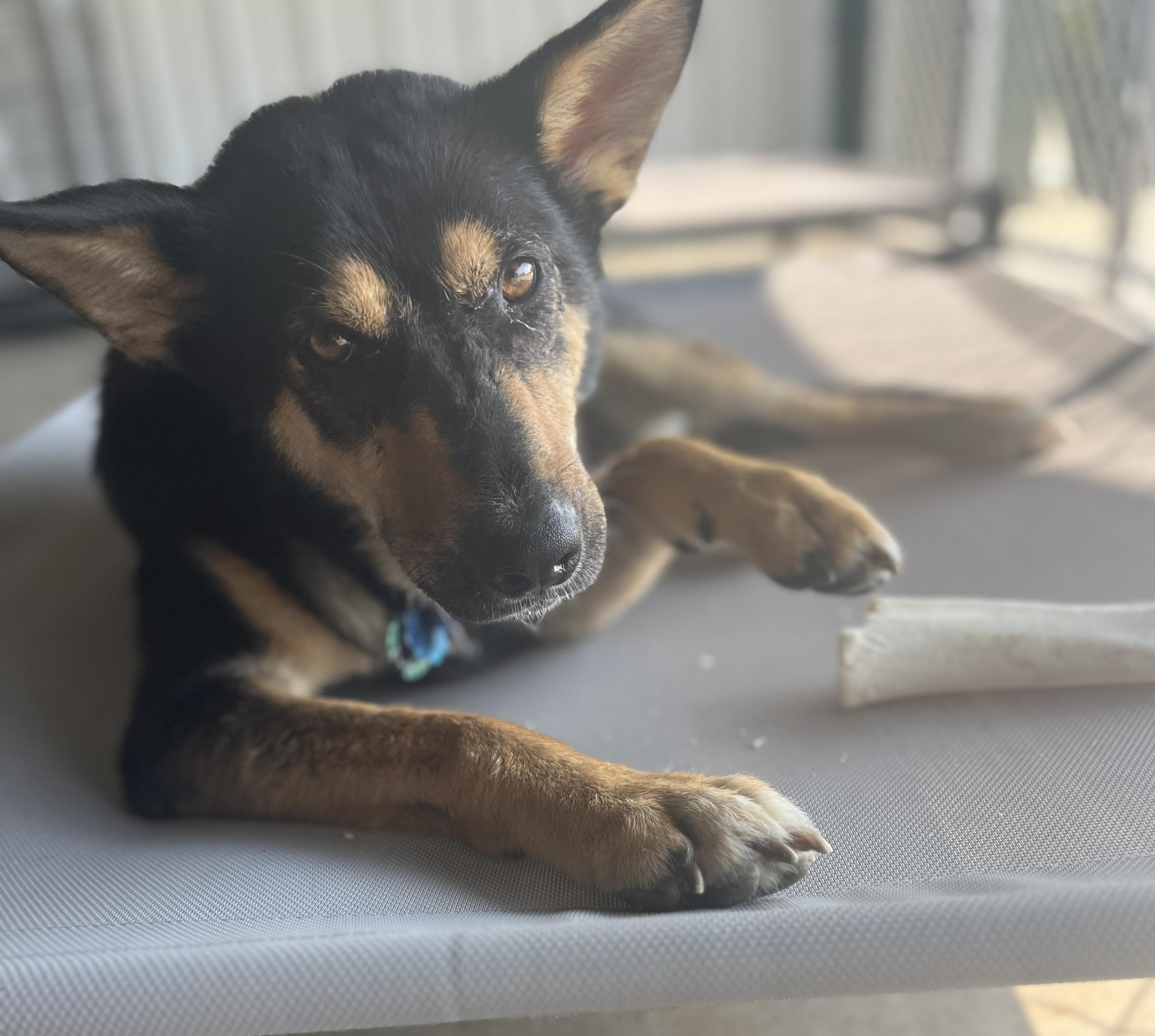 Lilly Ann, an adopted mixed breed in Coldwater, MI image 3/6