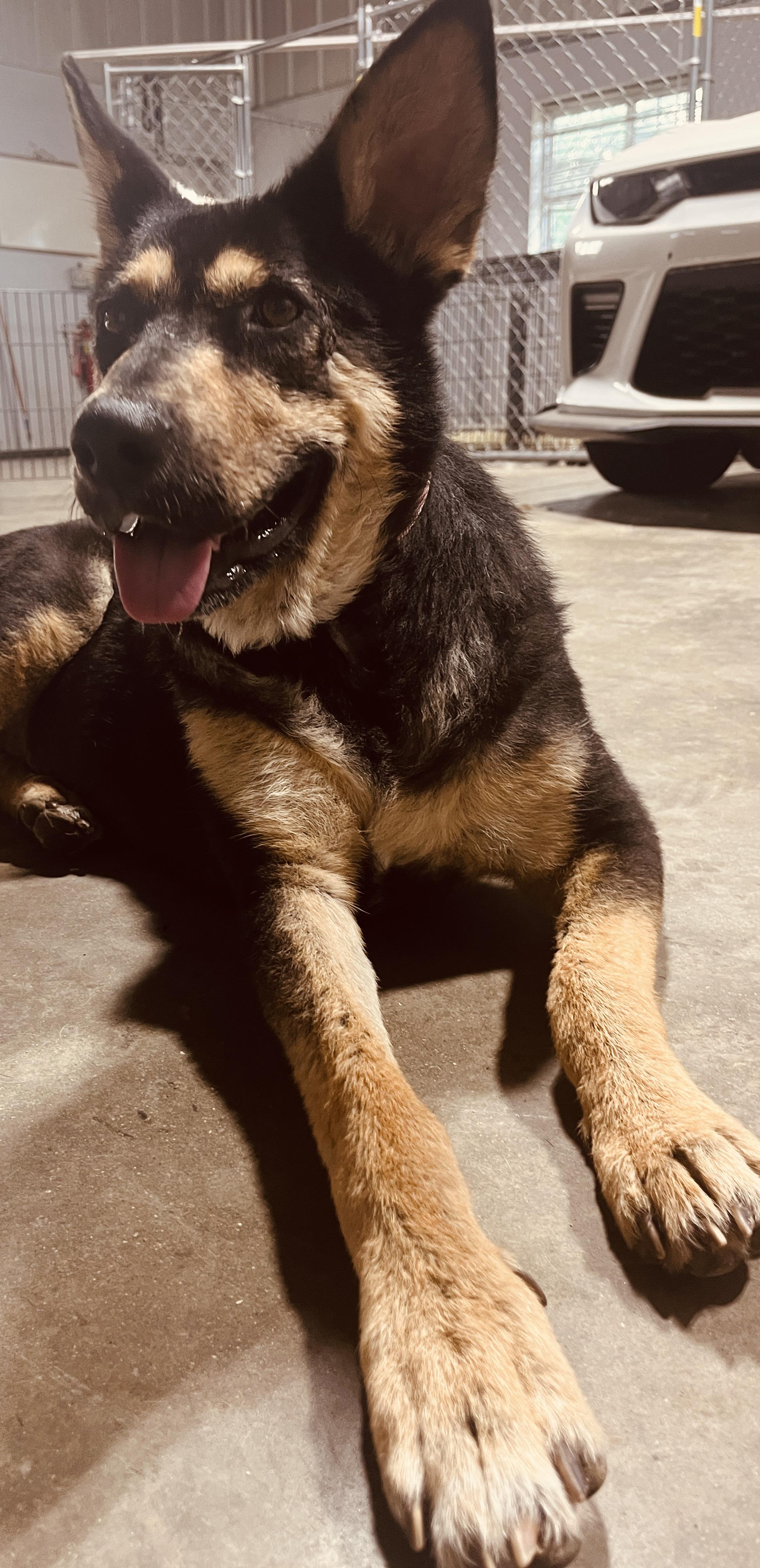 Lilly Ann, an adopted mixed breed in Coldwater, MI image 6/6