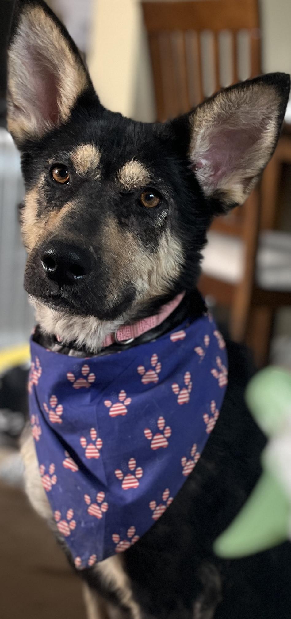 Lilly Ann, an adopted mixed breed in Coldwater, MI image 4/6