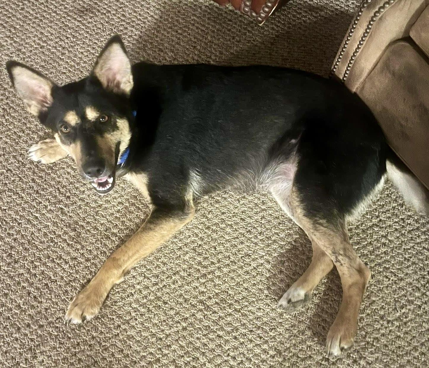 Lilly Ann, an adopted mixed breed in Coldwater, MI image 1/6