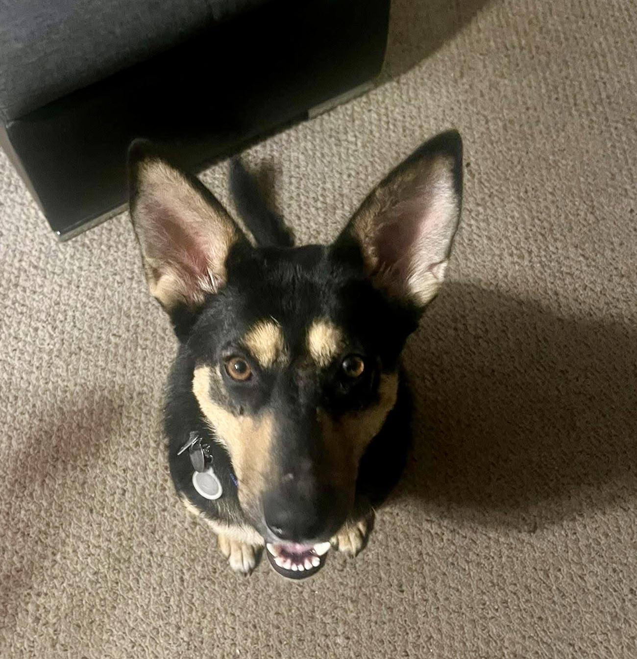 Lilly Ann, an adopted mixed breed in Coldwater, MI image 2/6