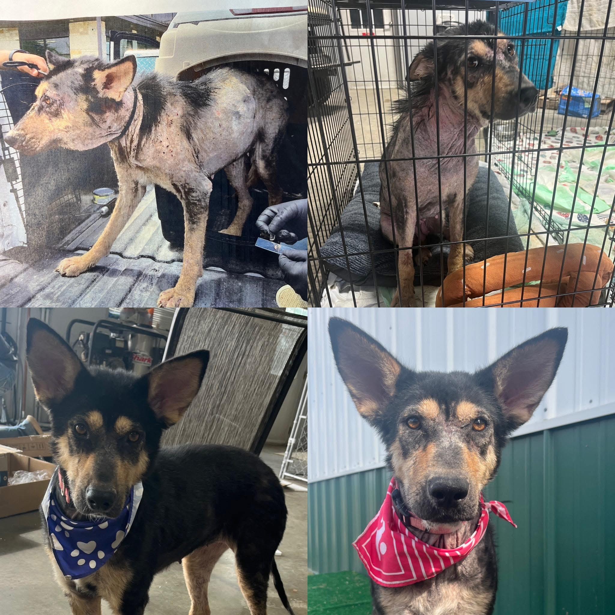 Lilly Ann, an adopted mixed breed in Coldwater, MI image 5/6