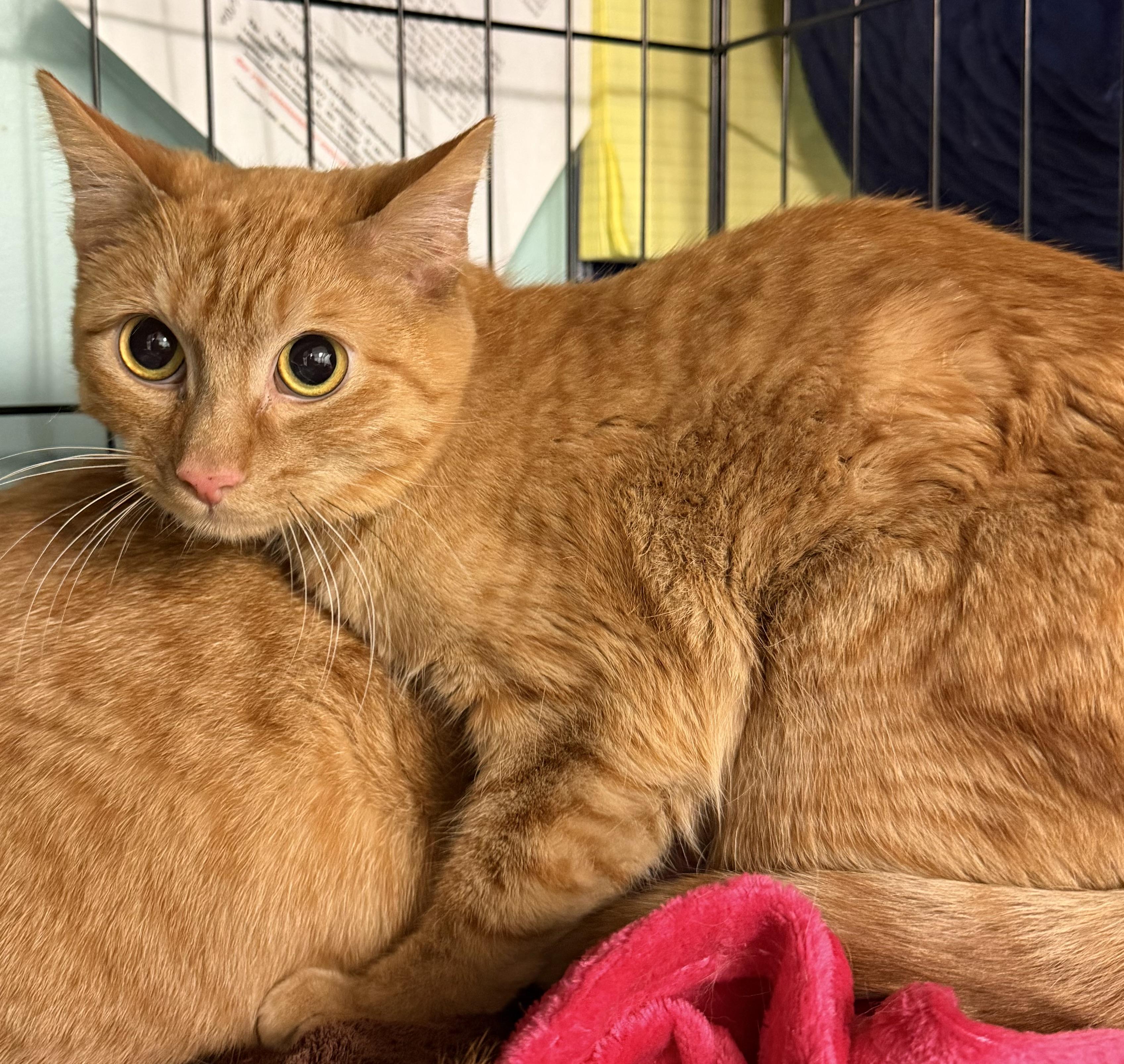 Enlarge Hank, a Adoptable Domestic Short Hair in Hudson, NY image 1/1