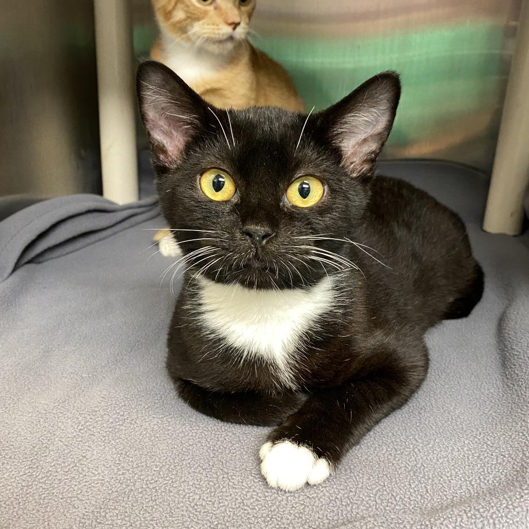 Enlarge Dunk, a Adoptable Domestic Short Hair in Philadelphia, PA image 1/1
