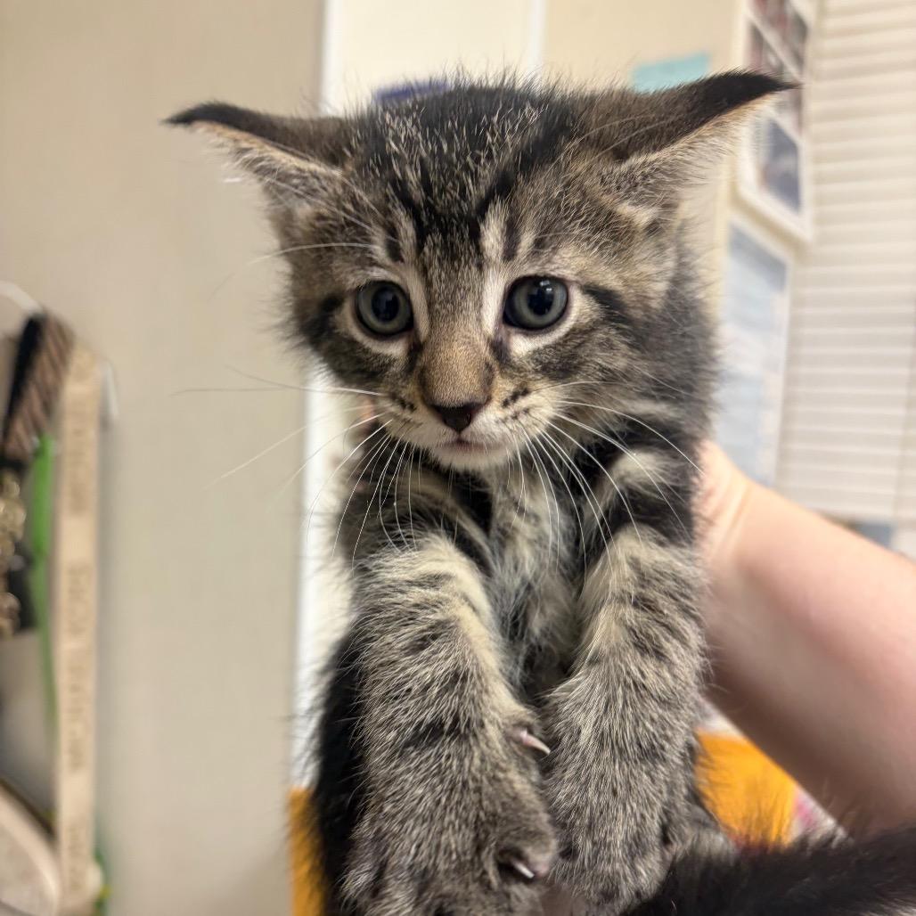 Dallas, Adoptable, Kitten Male Domestic Short Hair.