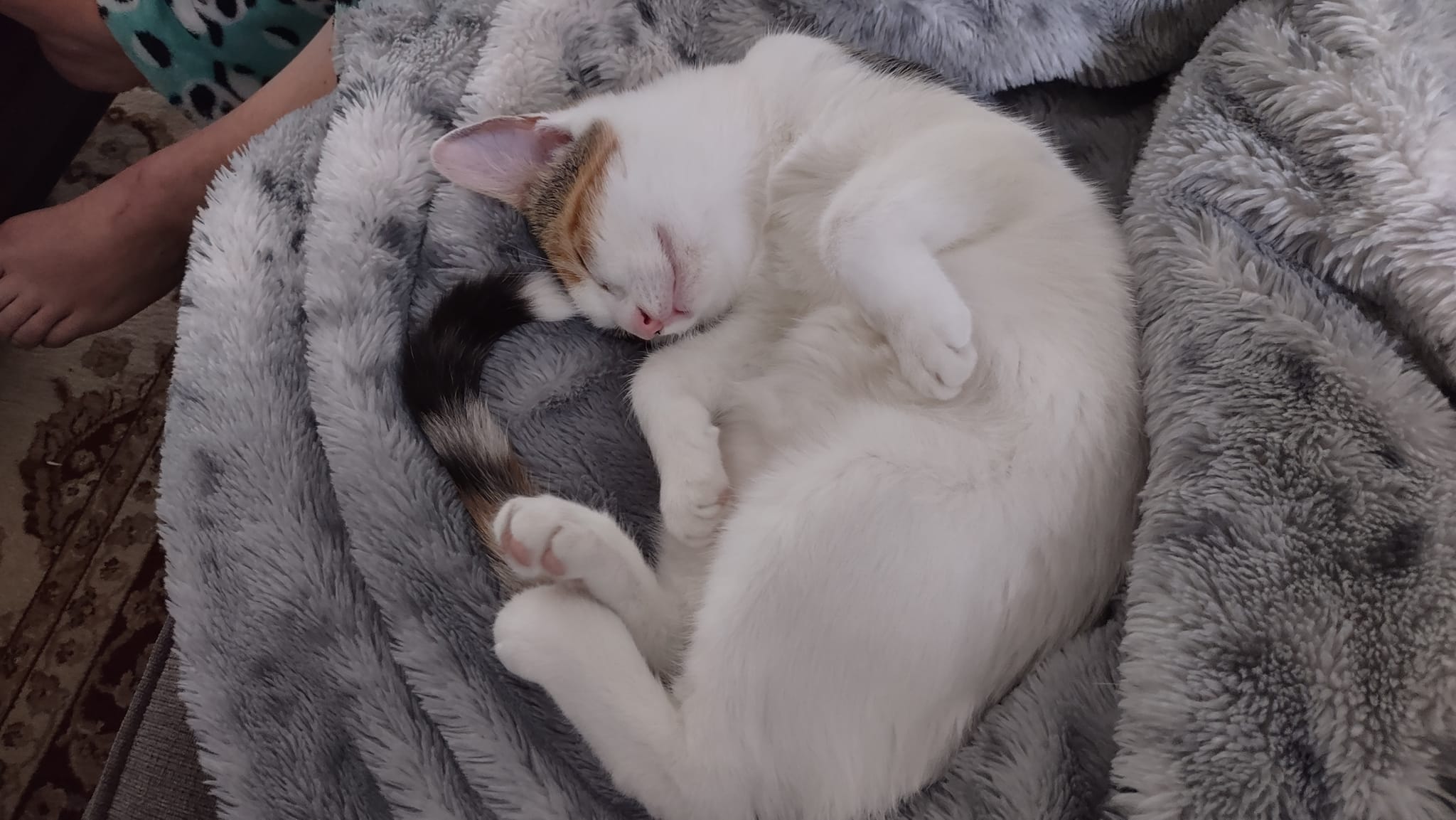 Mary and Anne, a Adoptable Domestic Short Hair in Chesapeake Beach, MD image 2/6