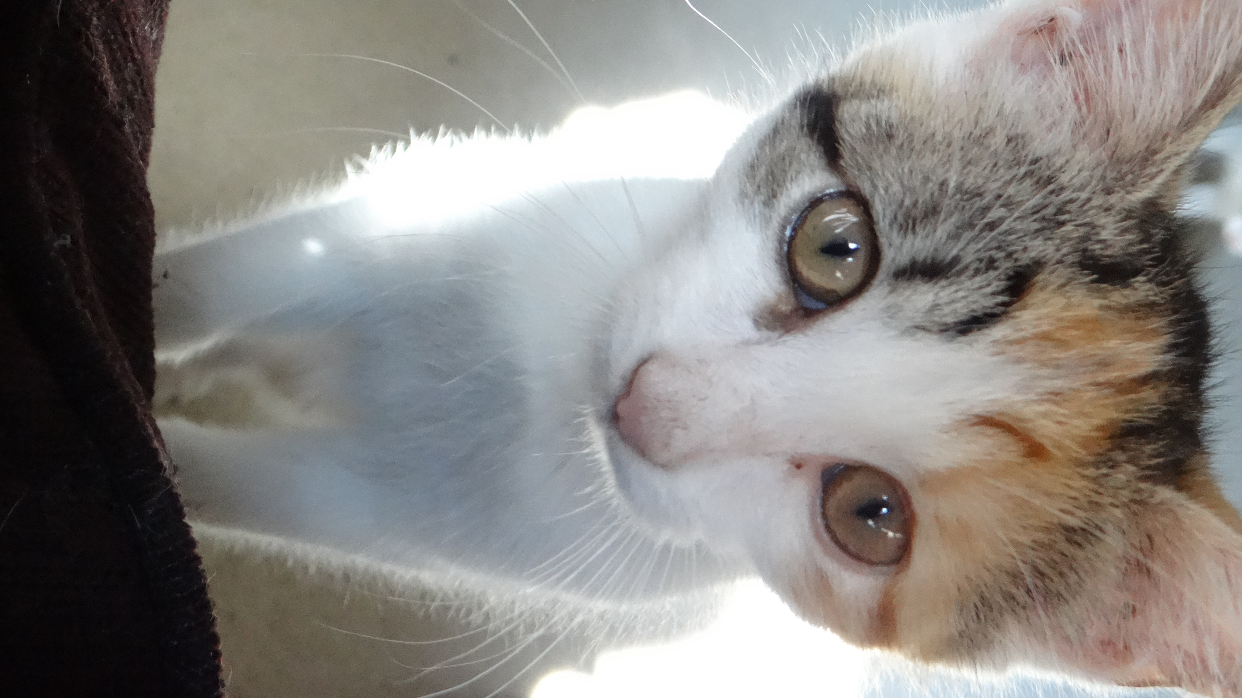 Mary and Anne, a Adoptable Domestic Short Hair in Chesapeake Beach, MD image 6/6