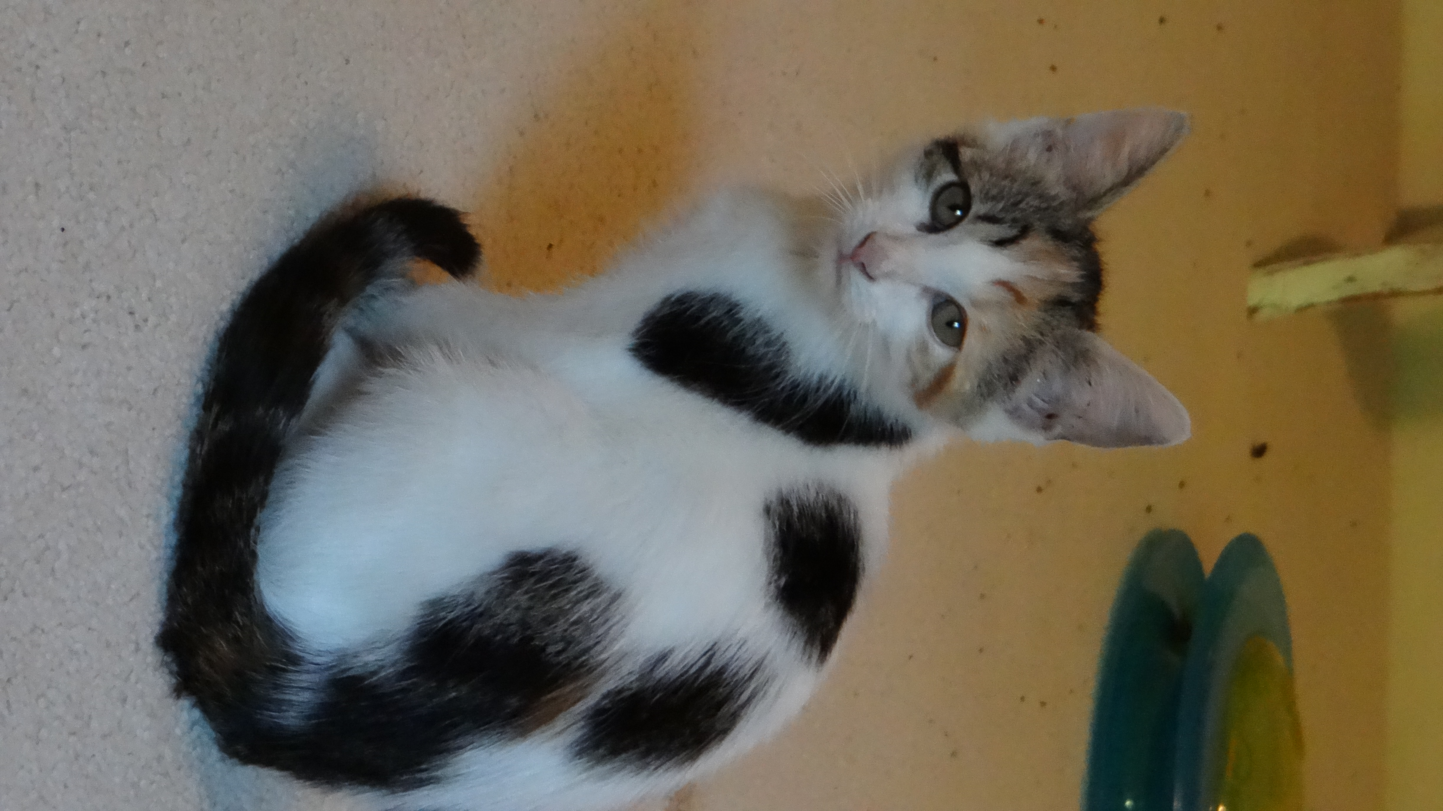 Mary and Anne, a Adoptable Domestic Short Hair in Chesapeake Beach, MD image 3/6