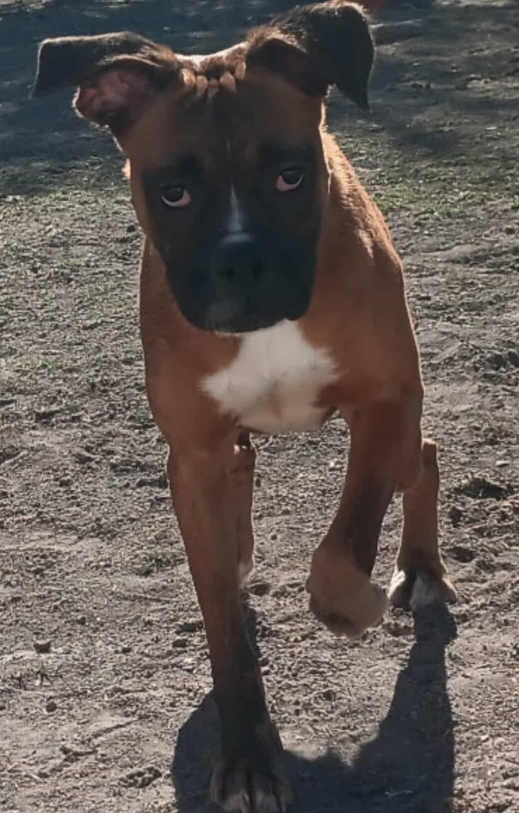 Zendaya, Adoptable, Adult Female Boxer.