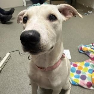 Enlarge Rosie, a Adoptable mixed breed in Worcester, MA image 2/2