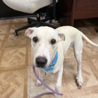 Enlarge Rosie, a Adoptable mixed breed in Worcester, MA image 1/2