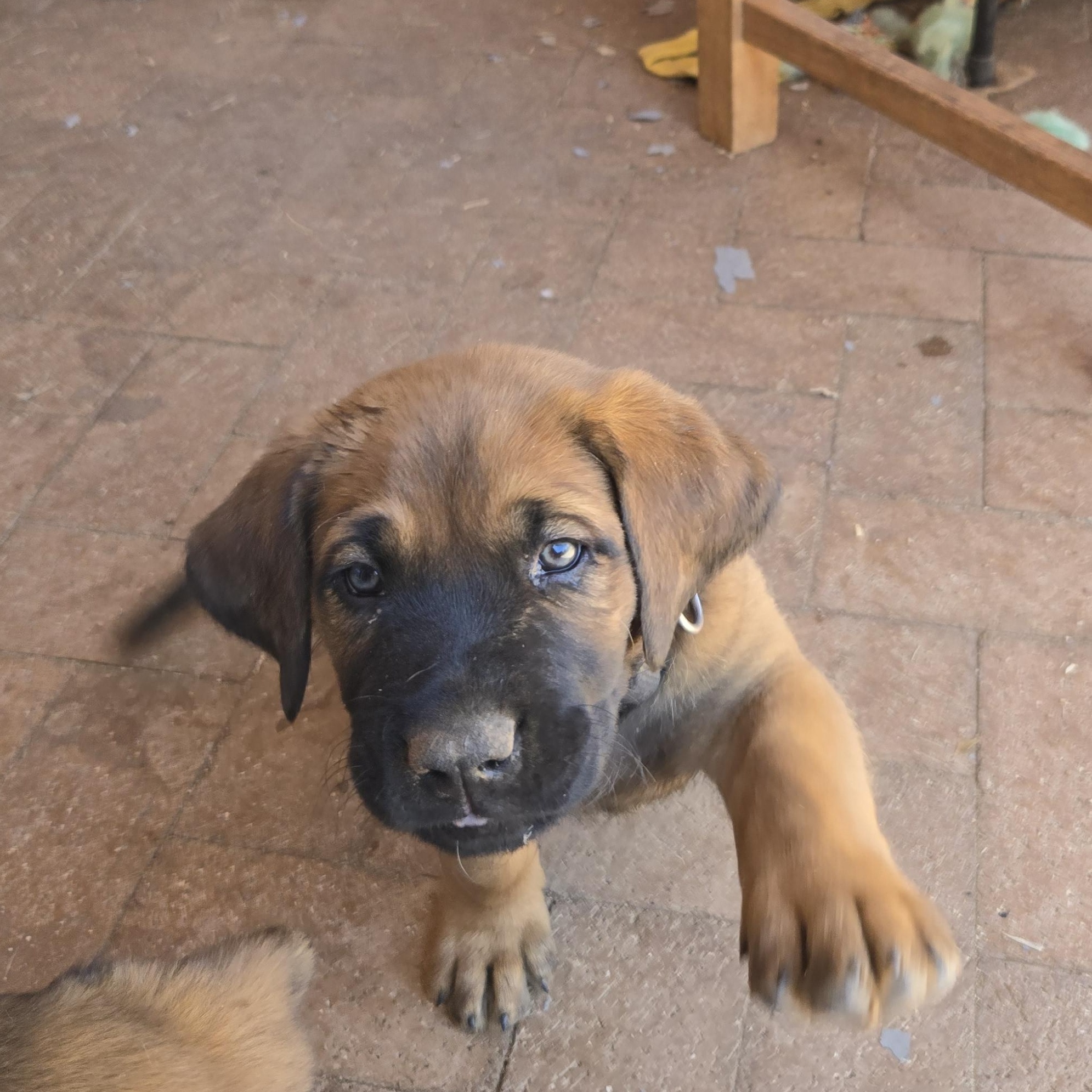 Enlarge Alex, a ADOPTABLE mixed breed in Oracle, AZ image 1/4