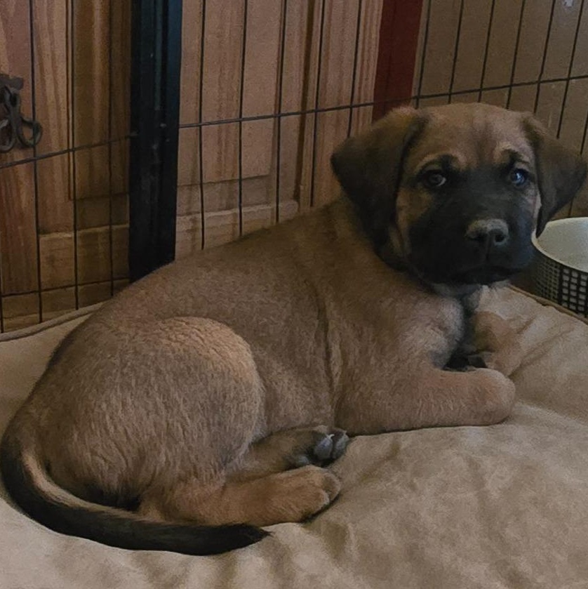 Enlarge Alex, a ADOPTABLE mixed breed in Oracle, AZ image 4/4