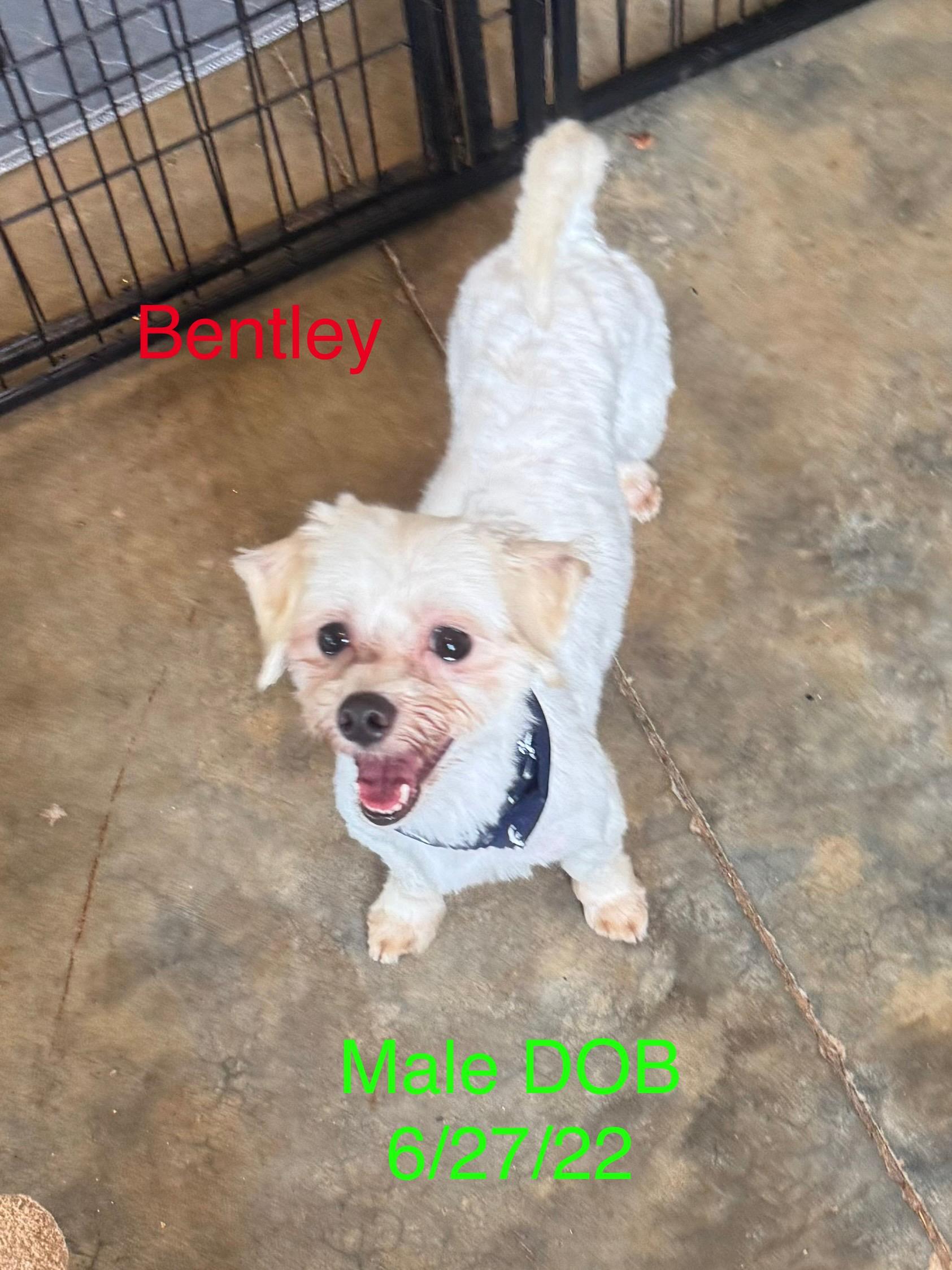 Bentley
