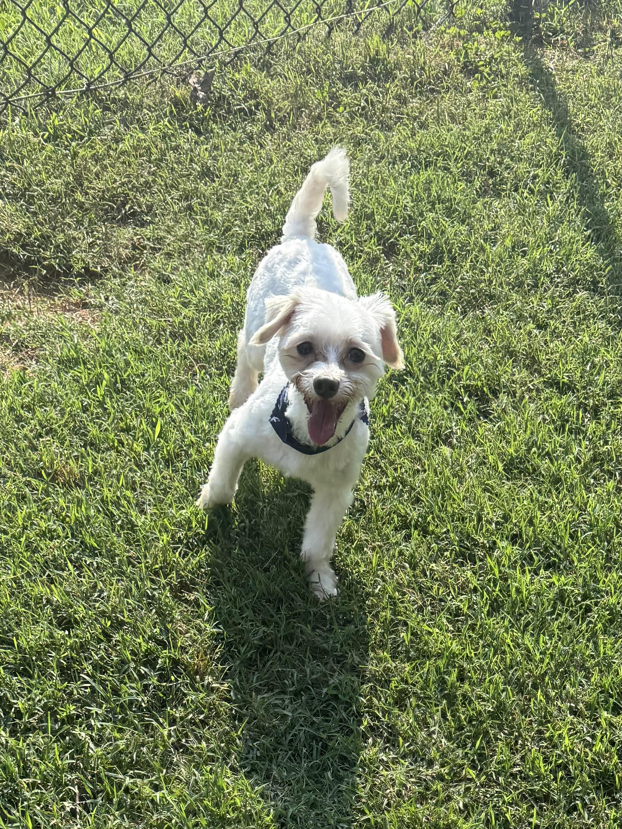 Bentley photo 2