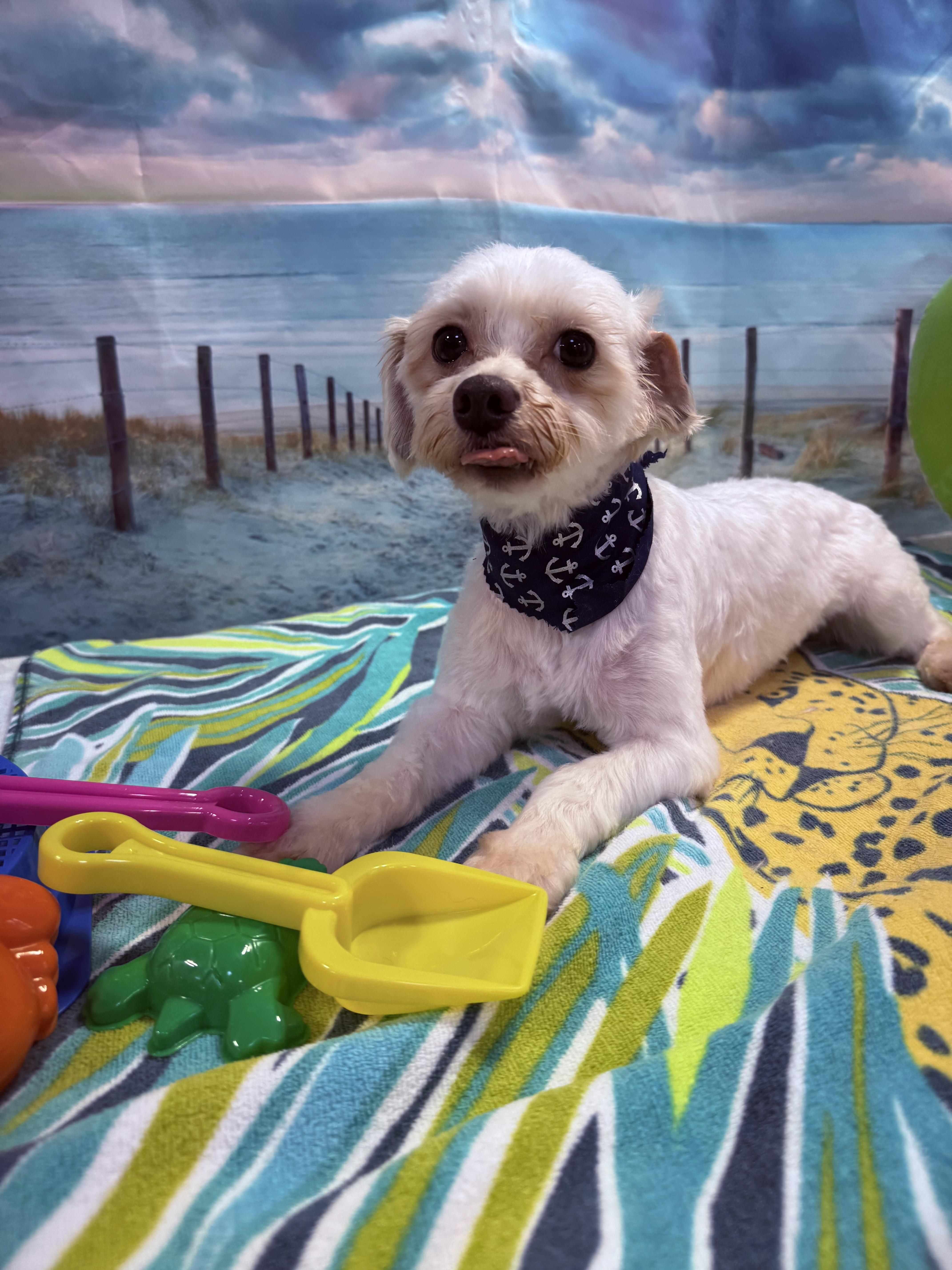Bentley photo 5