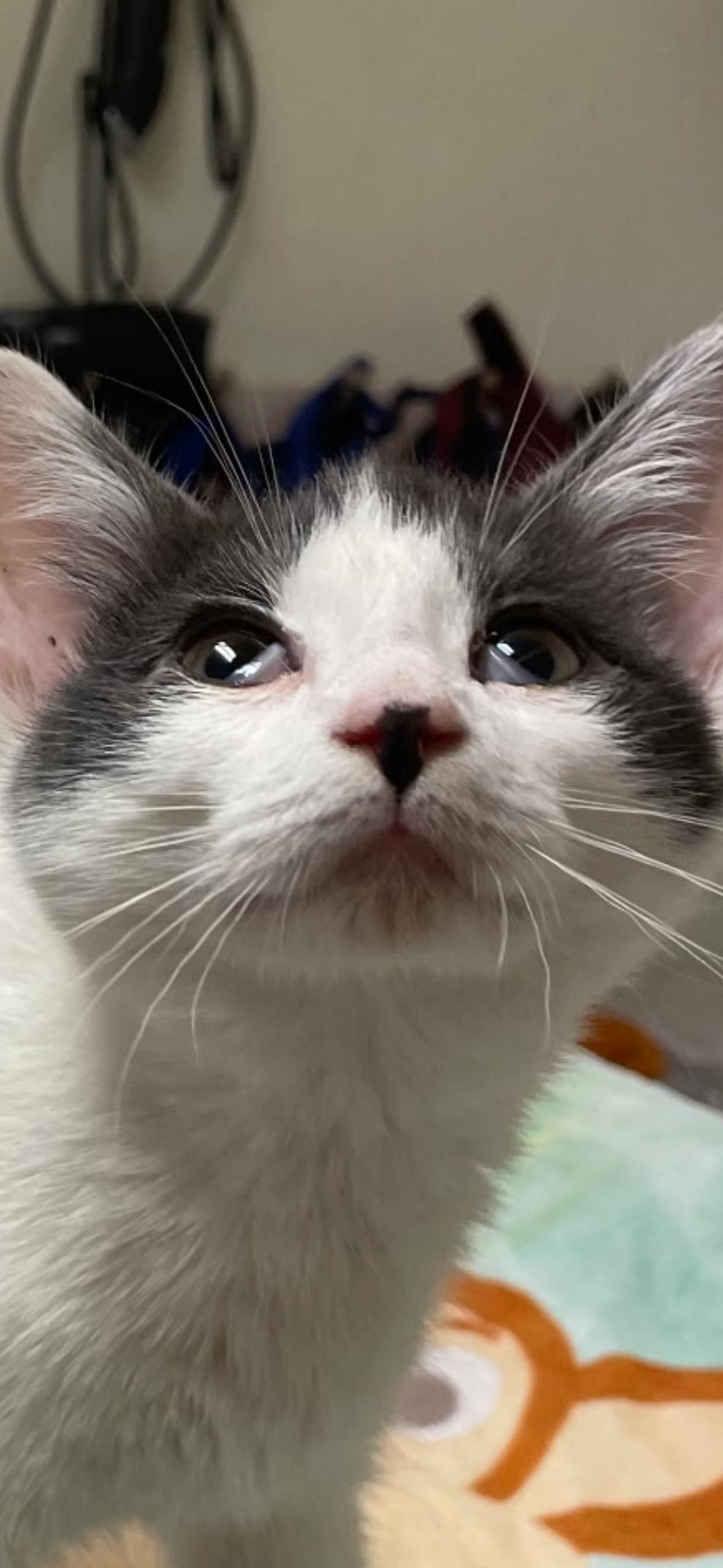 Enlarge Robin, a Adoptable mixed breed in Albany, NY image 1/6