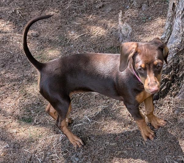 Enlarge Maple, an adopted Dachshund in Watertown, CT image 4/6