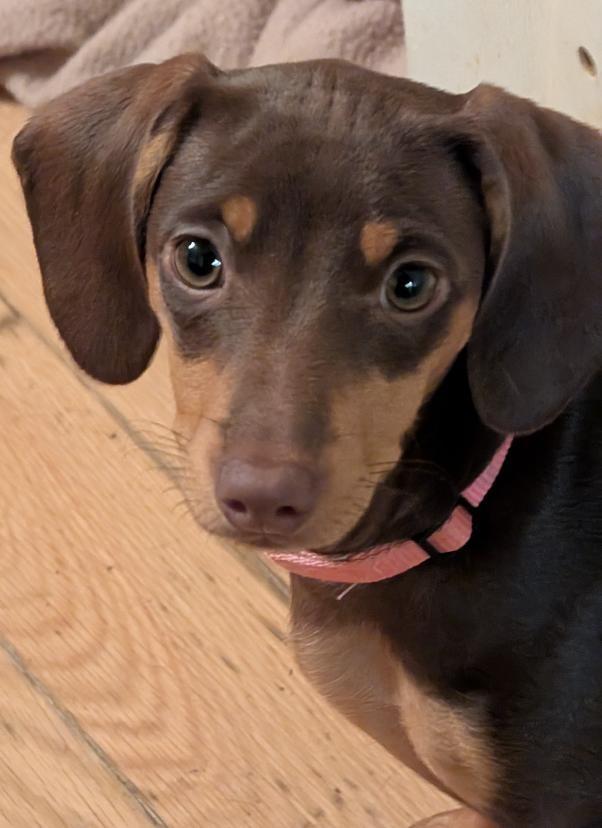 Enlarge Maple, an adopted Dachshund in Watertown, CT image 5/6