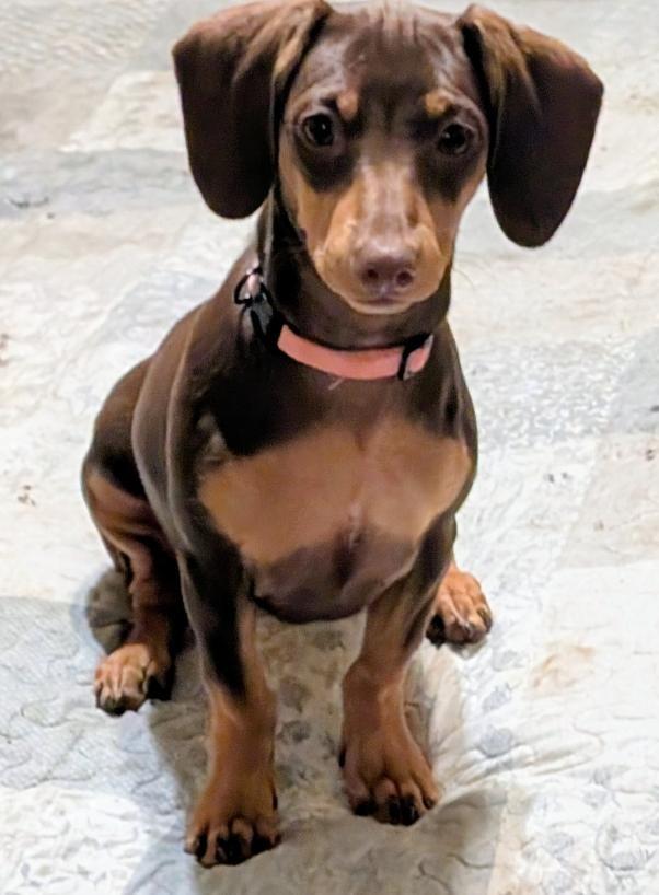 Enlarge Maple, an adopted Dachshund in Watertown, CT image 6/6