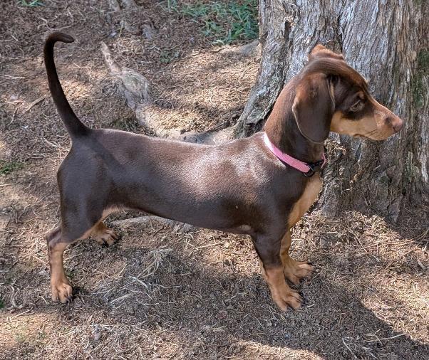 Enlarge Maple, an adopted Dachshund in Watertown, CT image 3/6