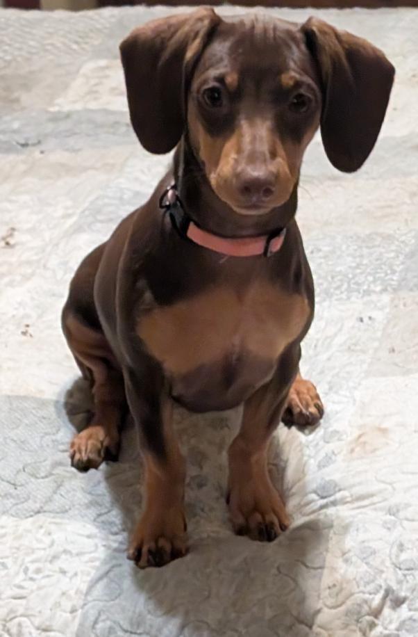Maple, adopted, Puppy Female Dachshund.