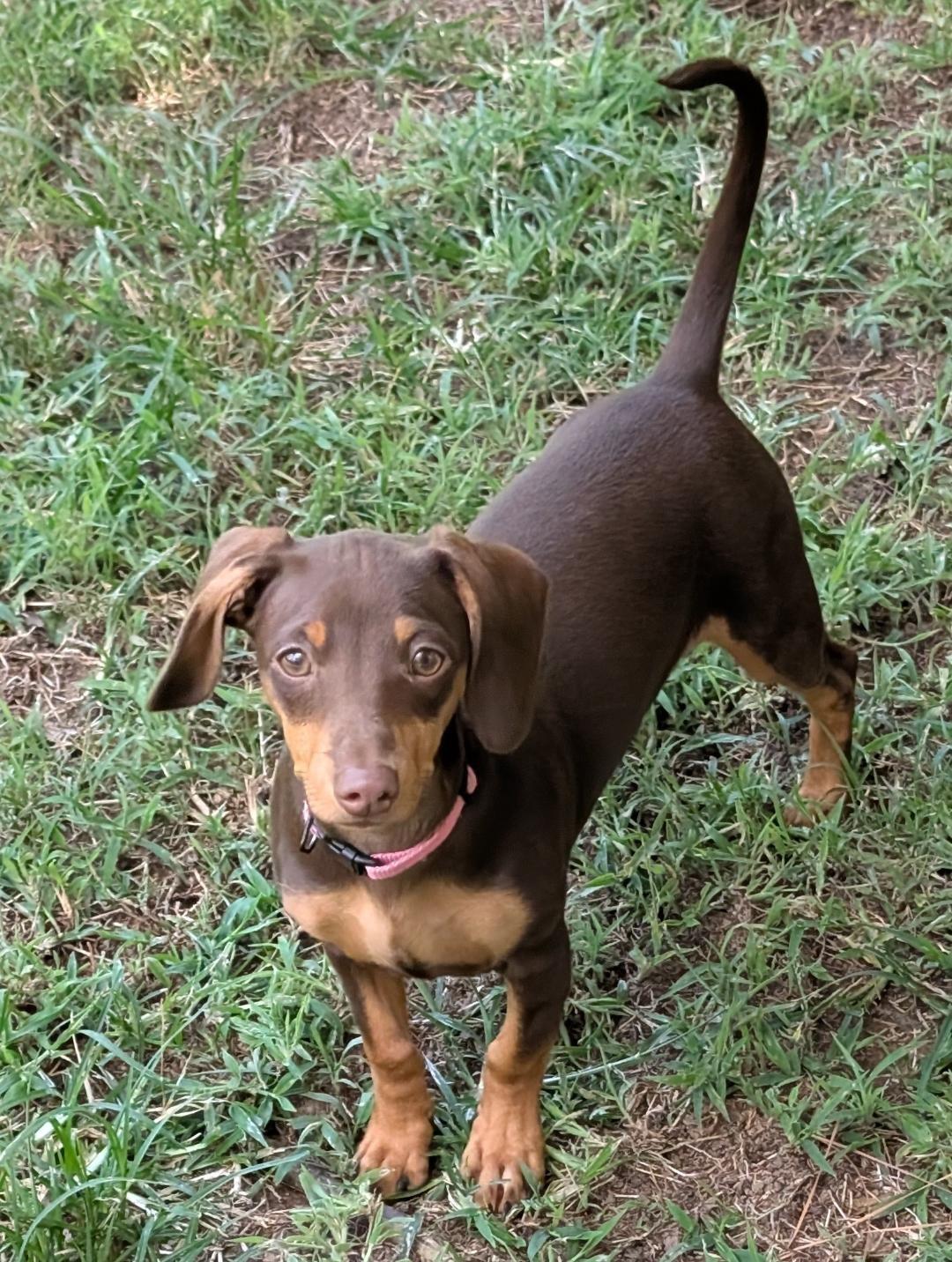 Enlarge Maple, an adopted Dachshund in Watertown, CT image 2/6