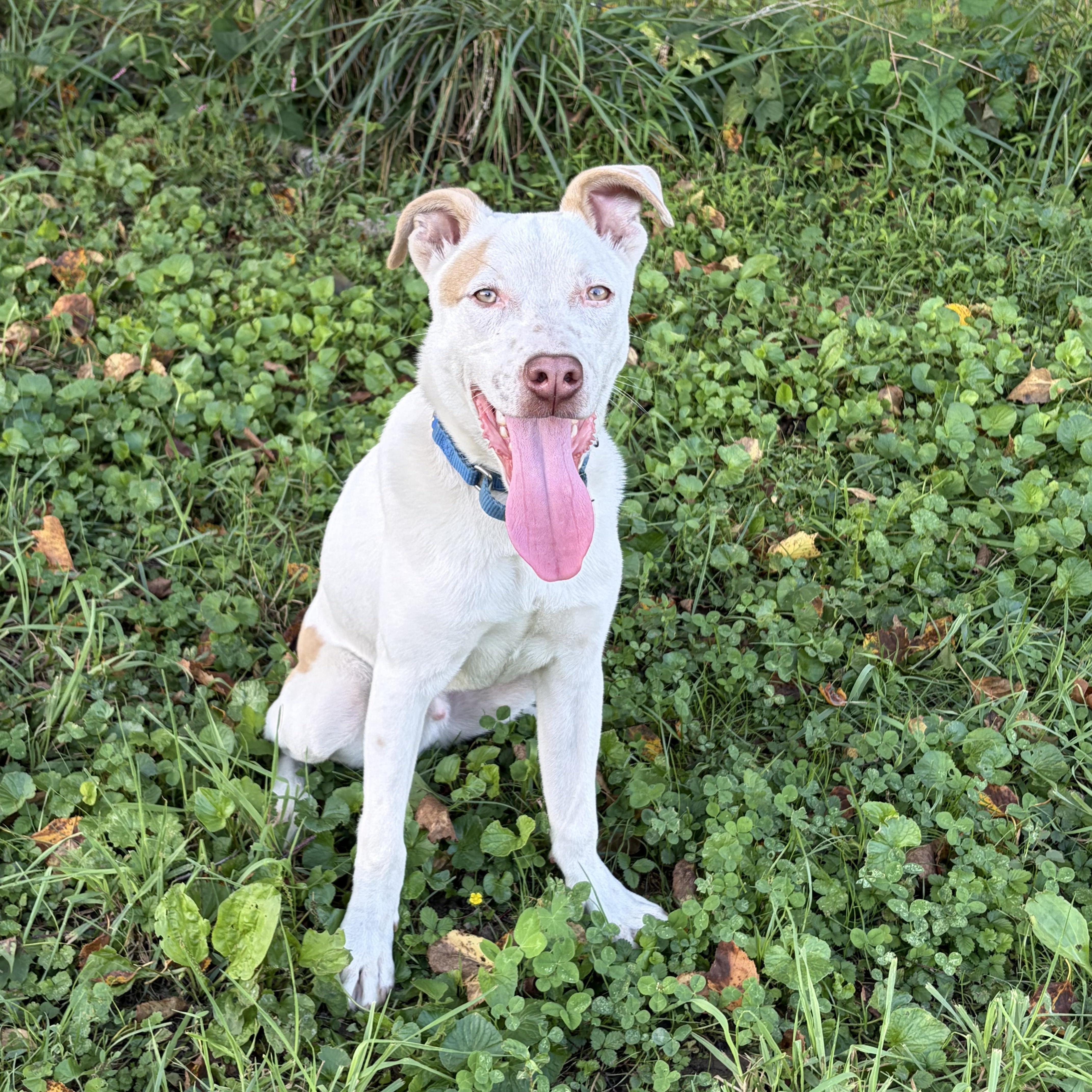 Enlarge Salami “Sal”, a Adoptable mixed breed in West Grove, PA image 4/5