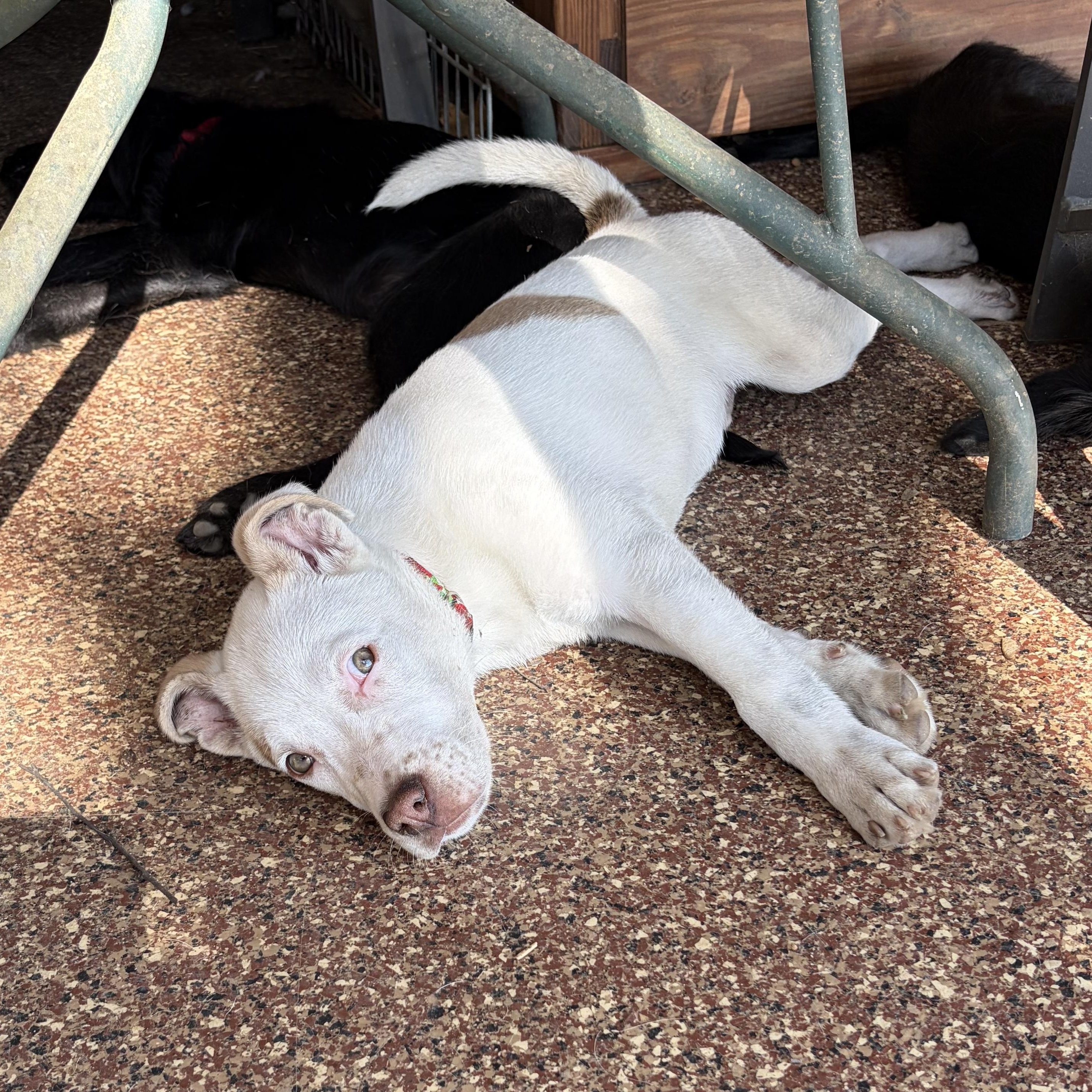 Enlarge Salami “Sal”, a Adoptable mixed breed in West Grove, PA image 4/4