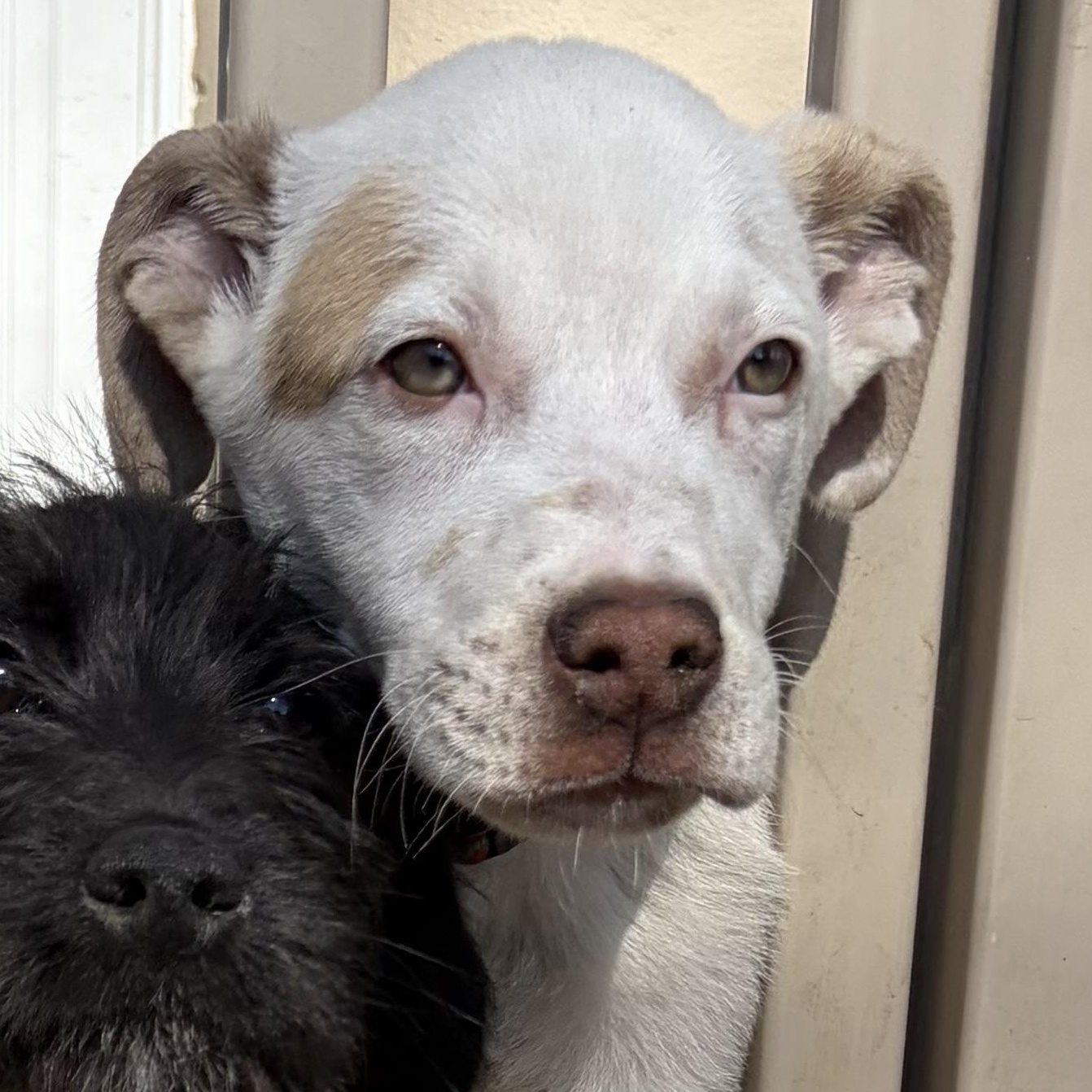 Enlarge Salami “Sal”, a Adoptable mixed breed in West Grove, PA image 3/4