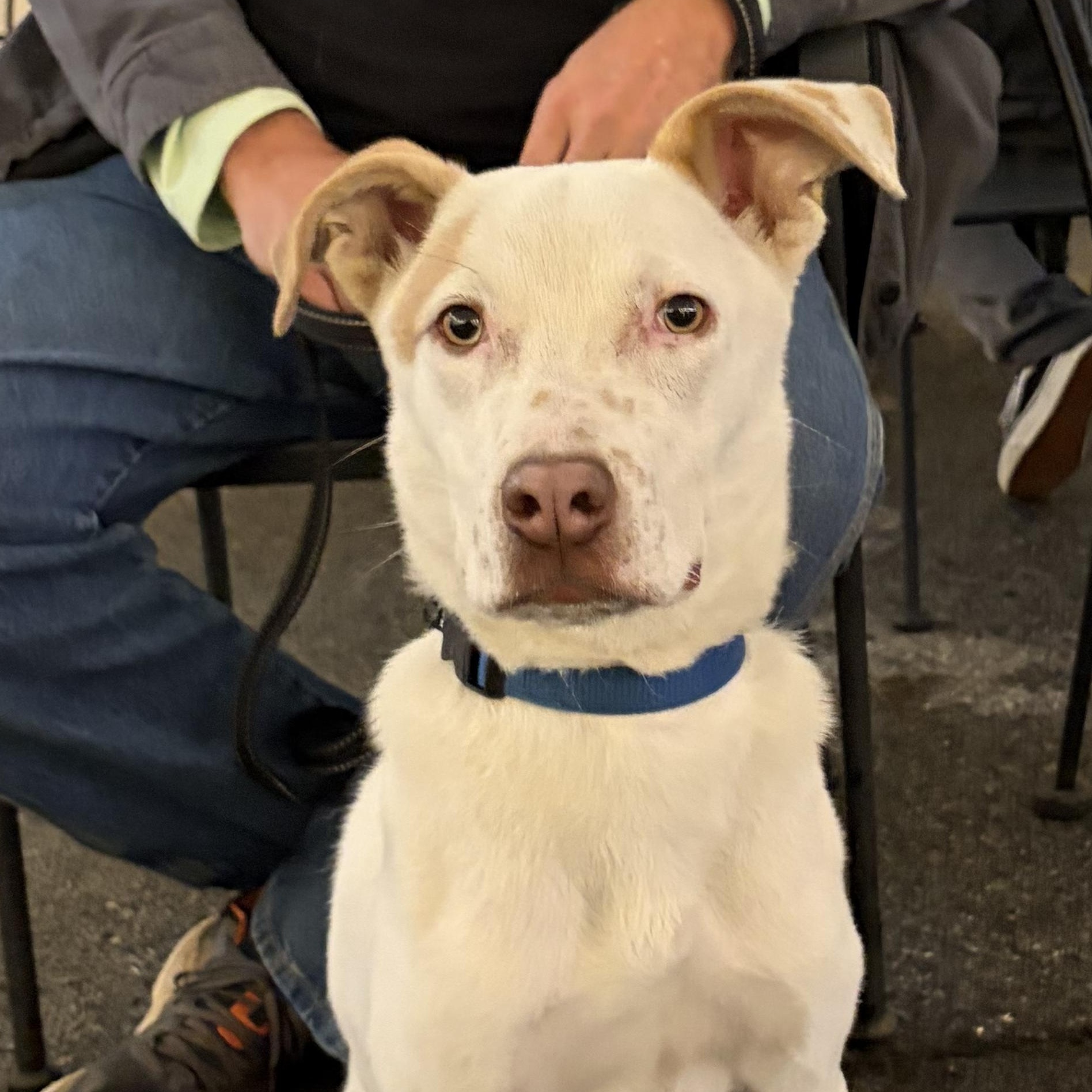 Salami “Sal”, Adoptable, Young Male Hound & Terrier.