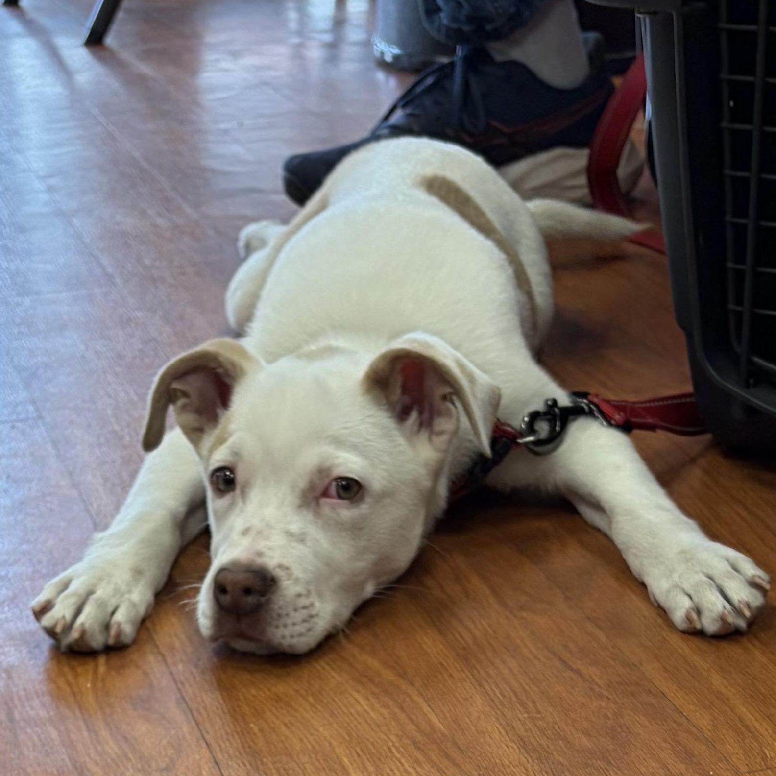 Enlarge Salami “Sal”, a Adoptable mixed breed in West Grove, PA image 1/4
