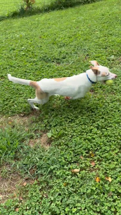 Enlarge Salami “Sal”, a Adoptable mixed breed in West Grove, PA video 5/5