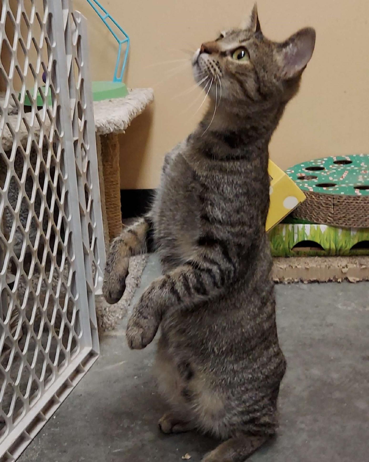 Lil Bit, a ADOPTABLE Domestic Short Hair in Montgomery, AL image 2/4