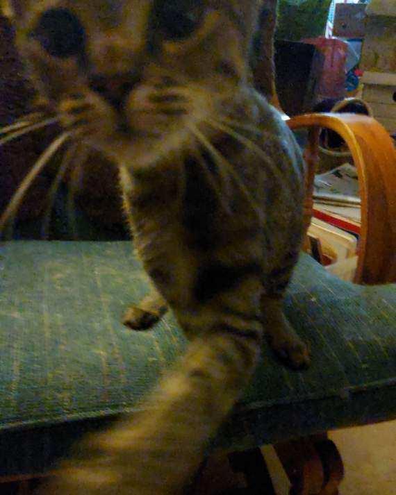 Lil Bit, a ADOPTABLE Domestic Short Hair in Montgomery, AL image 4/4