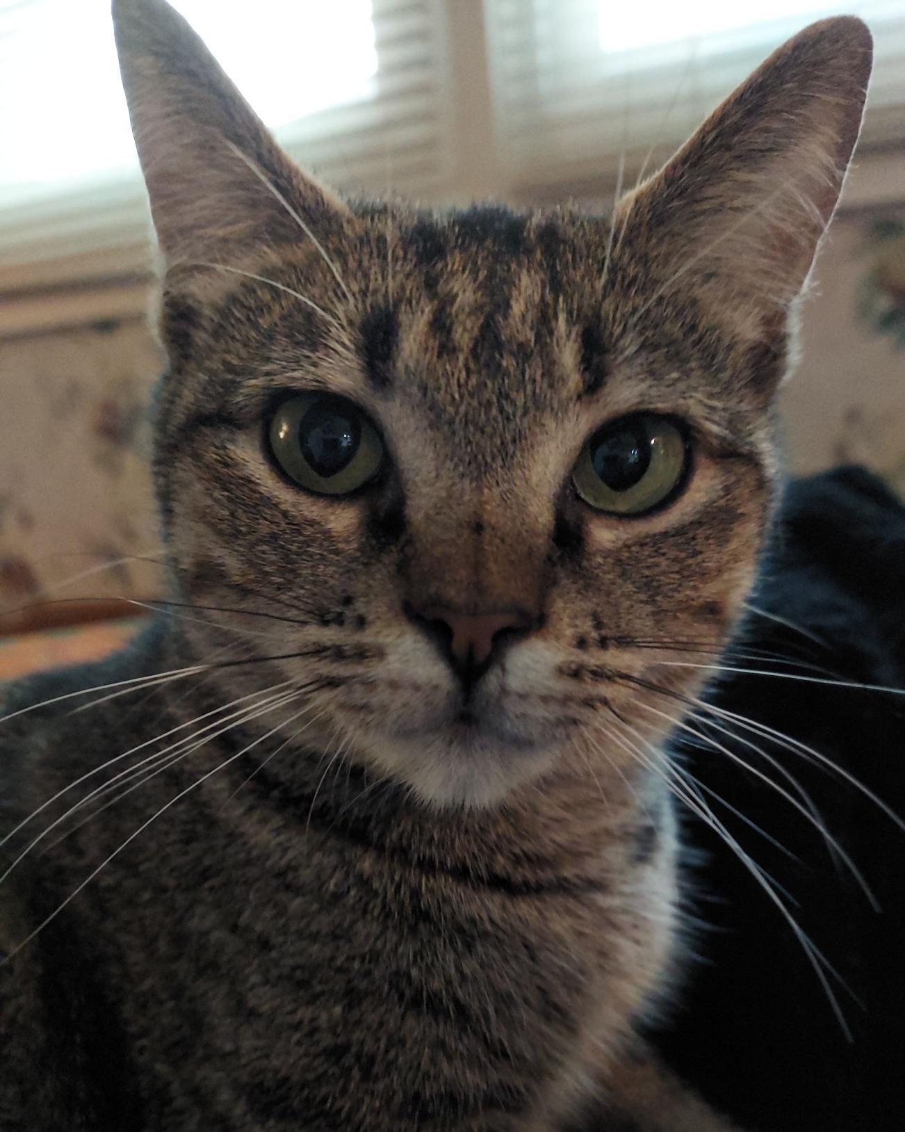 Lil Bit, ADOPTABLE, Young Female Domestic Short Hair.