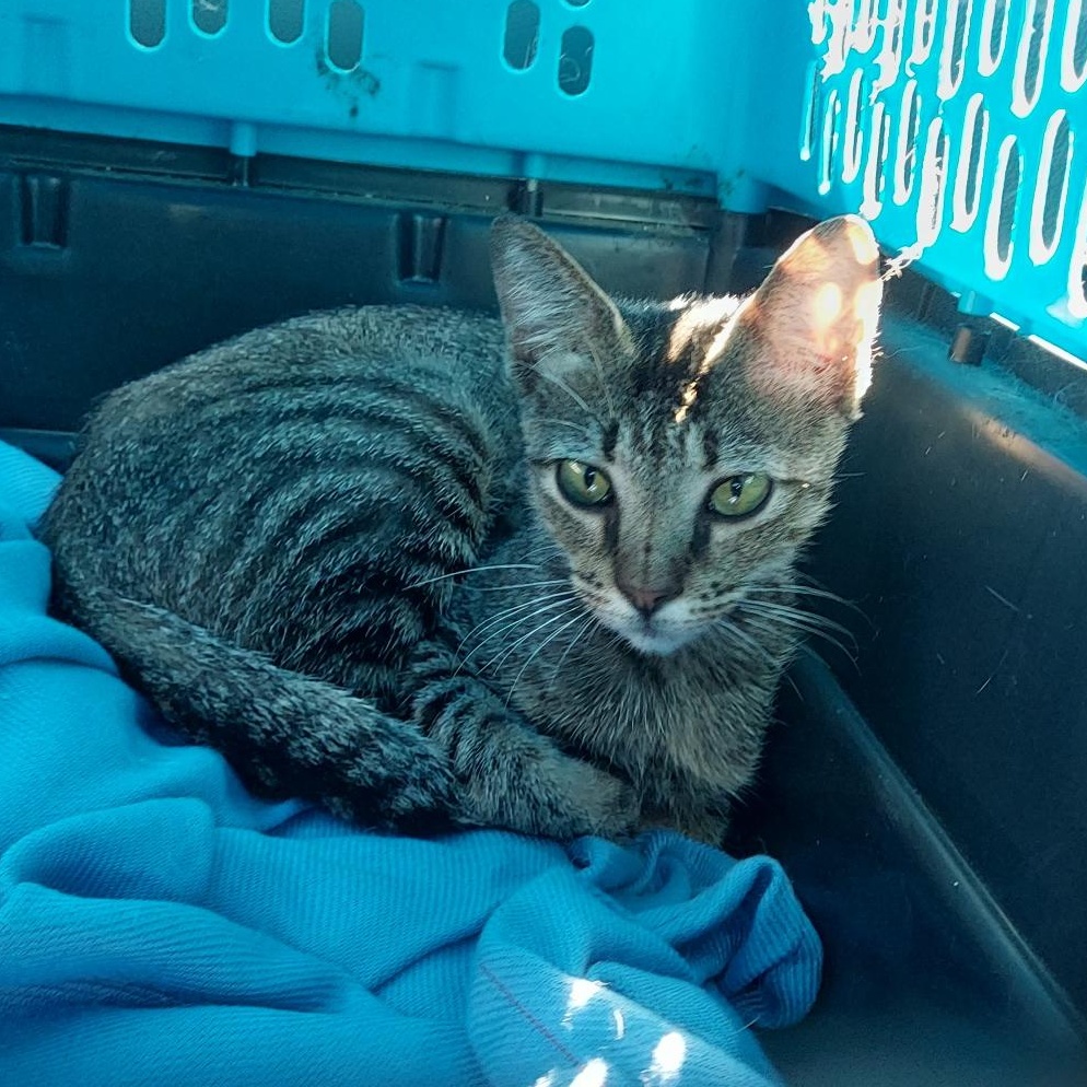 Lil Bit, a ADOPTABLE Domestic Short Hair in Montgomery, AL image 3/4