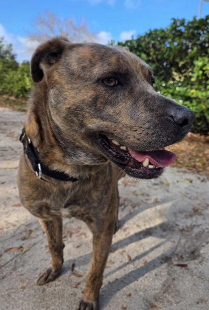 Doobie — thumbnail 2