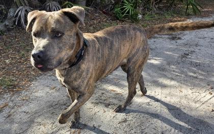 Doobie — thumbnail 3